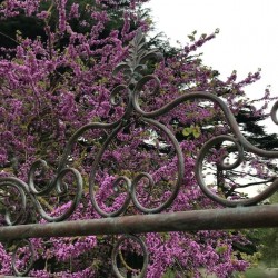 Balancelle de jardin en fer forgé confortable vue supérieur du motif fleur de lys r