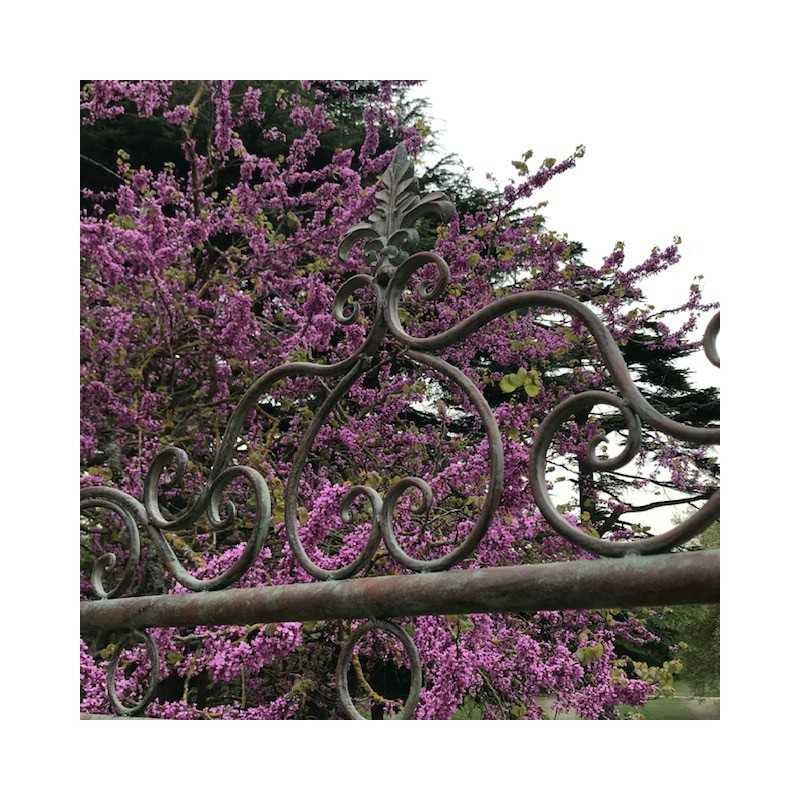 Balancelle de jardin en fer forgé confortable vue supérieur du motif fleur de lys r