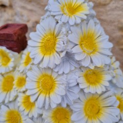 Maison des fées botte rose en résine vue du toit style marguerite  