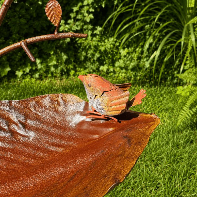 Bain d’oiseaux feuille- vue de la feuille