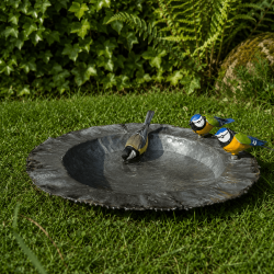 Bain d'oiseaux