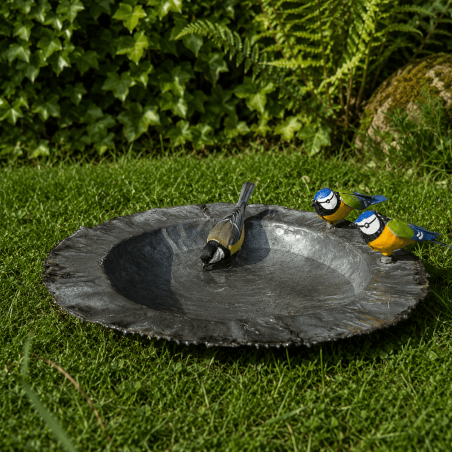 Bain d'oiseaux