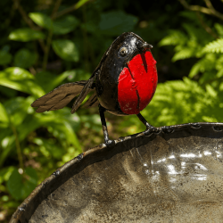 Bain d'oiseaux- vue de l'oiseau