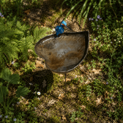 Baignoire à oiseaux- vue de dessus