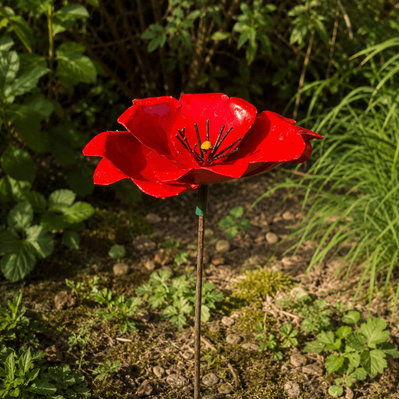 Coquelicot