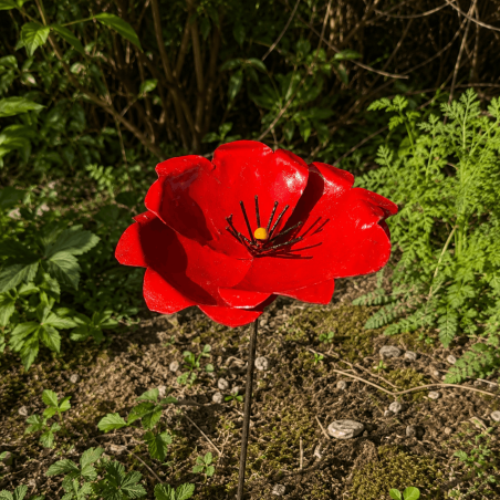 Coquelicot- vue de dessus
