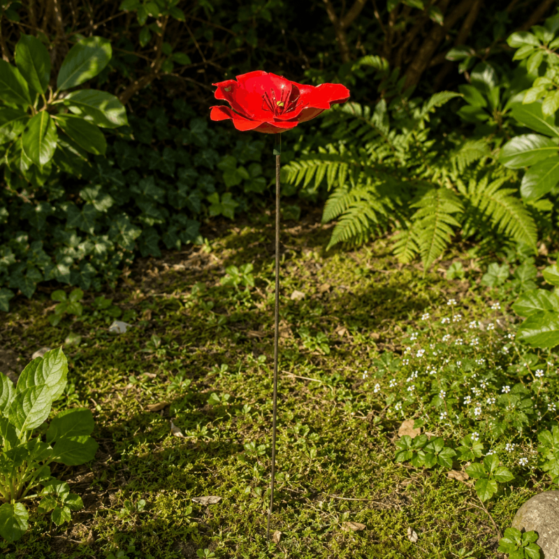 Coquelicot- vue d'ensemble