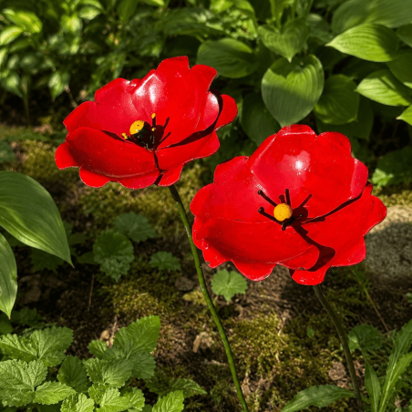 Coquelicot
