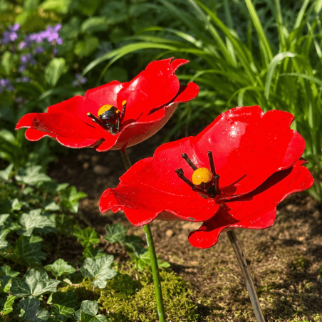 Coquelicot- vue de côté