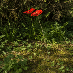 Coquelicot- vue d'ensemble